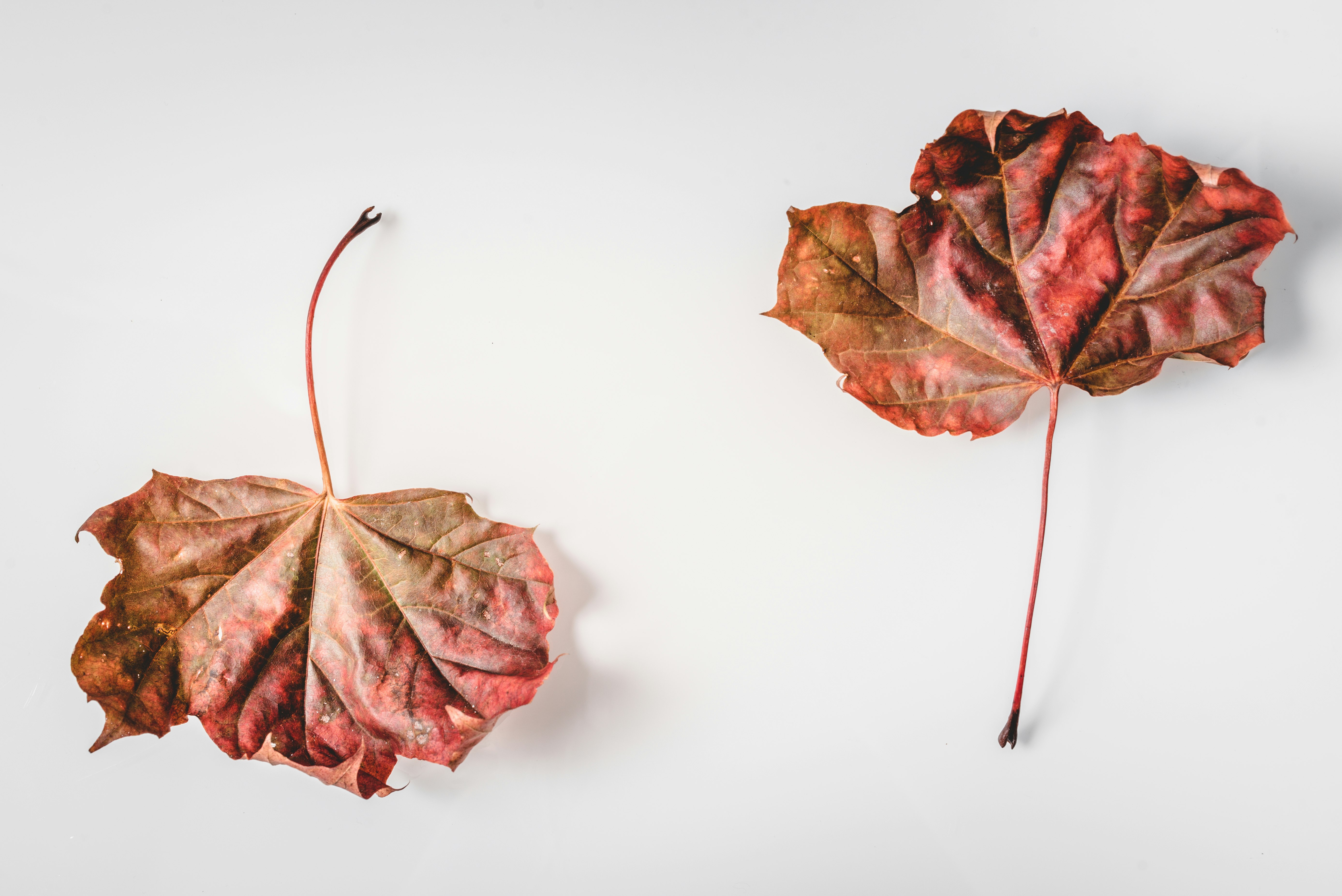 red and brown leaves on white surface